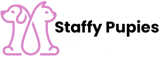Staffy Puppies Aussie